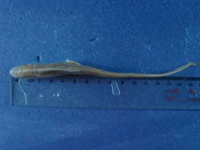 Osbeck's grenadier anchovy (Coilia mystus)