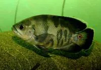 Oscar (Astronotus ocellatus)