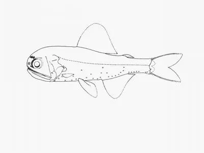 Ostenfeld's lanternfish (Diaphus ostenfeldi)