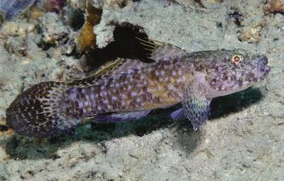 Ostrich goby (Callogobius maculipinnis)
