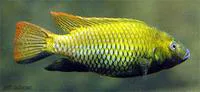 Otjikoto tilapia (Tilapia guinasana)