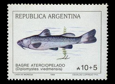 Otuno (Olivaichthys viedmensis)