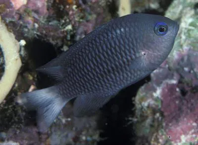 Outer-reef damsel (Pomacentrus emarginatus)