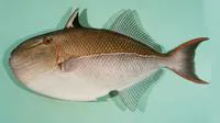Outrigger triggerfish (Xanthichthys caeruleolineatus)