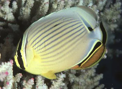 Oval butterflyfish (Chaetodon lunulatus)