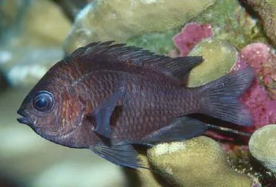 Oval damselfish (Chromis alta)