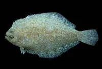 Oval flounder (Syacium ovale)