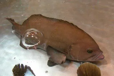 Oval grouper (Triso dermopterus)