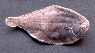 Ovate sole (Solea ovata)