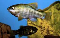 Owens pupfish (Cyprinodon radiosus)