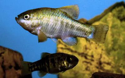Owens pupfish (Cyprinodon radiosus)