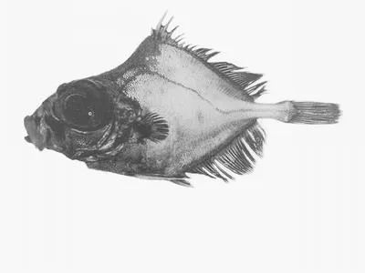 Ox-eyed oreo (Oreosoma atlanticum)