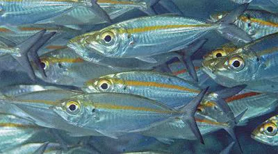 Oxeye scad (Selar boops)