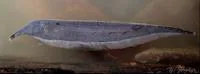 Oxyrhynchus tube-snouted ghost knifefish (Sternarchorhynchus oxyrhynchus)