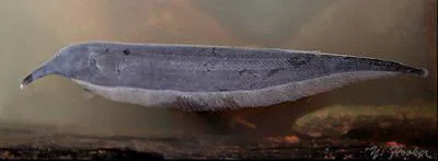 Oxyrhynchus tube-snouted ghost knifefish (Sternarchorhynchus oxyrhynchus)