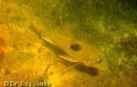 Oyapock eartheater (Geophagus camopiensis)