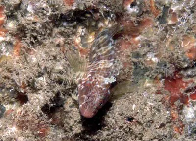 Oyster blenny (Hypleurochilus aequipinnis)