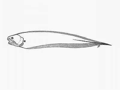 Oyster pearlfish (Onuxodon parvibrachium)