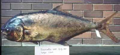 Oyster pompano (Trachinotus anak)