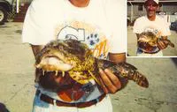 Oyster toadfish (Opsanus tau)