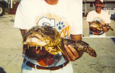 Oyster toadfish (Opsanus tau)
