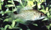 Ozark bass (Ambloplites constellatus)