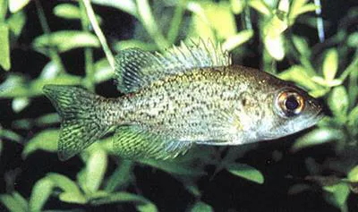 Ozark bass (Ambloplites constellatus)