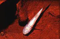 Ozark cavefish (Amblyopsis rosae)