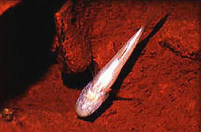 Ozark cavefish (Amblyopsis rosae)
