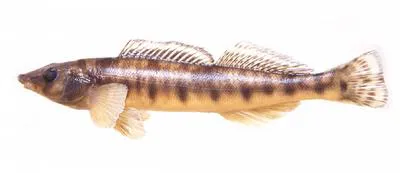 Ozark logperch (Percina fulvitaenia)