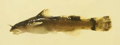 Ozark madtom (Noturus albater)