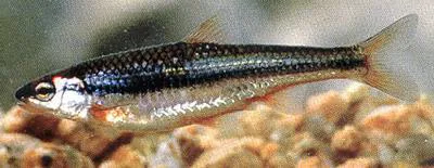 Ozark minnow (Notropis nubilus)