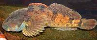 Ozark sculpin (Cottus hypselurus)