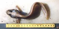 Paamiut eelpout (Lycodes paamiuti)