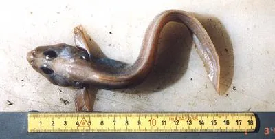 Paamiut eelpout (Lycodes paamiuti)