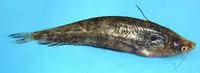 Pabdah catfish (Ompok pabda)