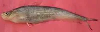 Pabo catfish (Ompok pabo)