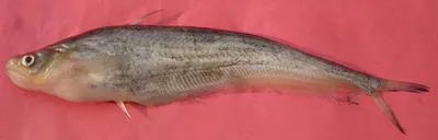 Pabo catfish (Ompok pabo)