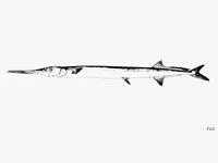 Pacific agujon needlefish (Tylosurus pacificus)