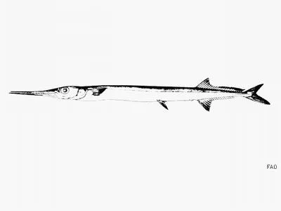 Pacific agujon needlefish (Tylosurus pacificus)