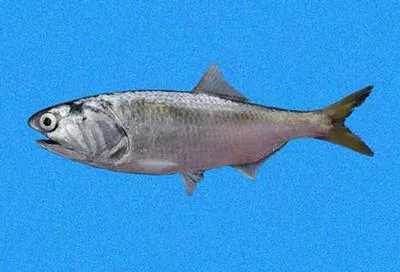 Pacific anchoveta (Cetengraulis mysticetus)