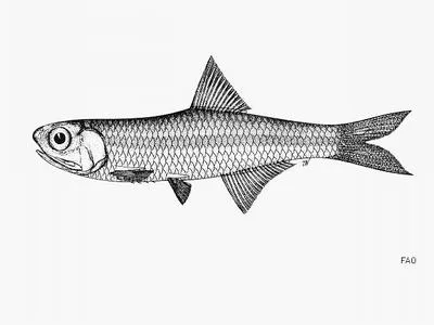 Pacific anchovy (Stolephorus pacificus)
