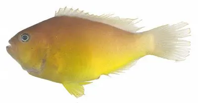 Pacific anemonefish (Amphiprion pacificus)