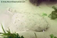 Pacific angelshark (Squatina californica)