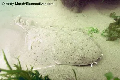 Pacific angelshark (Squatina californica)