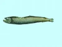 Pacific astronesthid fish (Astronesthes lucifer)