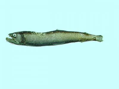 Pacific astronesthid fish (Astronesthes lucifer)