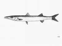 Pacific barracuda (Sphyraena argentea)