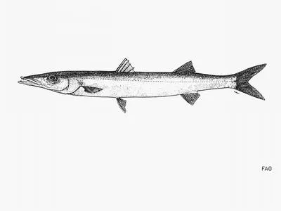 Pacific barracuda (Sphyraena argentea)