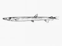 Pacific barracudina (Lestidiops jayakari jayakari)